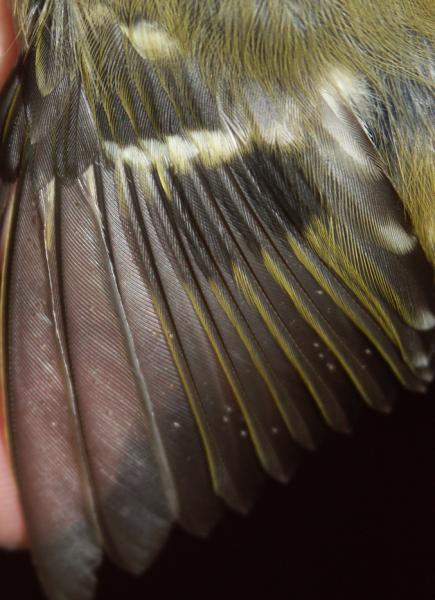 Goldcrest Regulus regulus with feather mites mallophaga